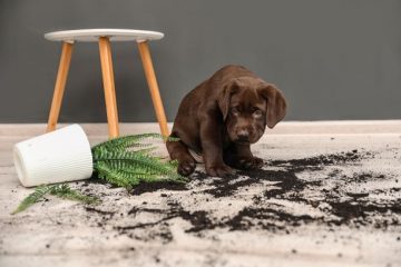 home accidents