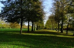 A tree-lined avenue at Marbury Country Park